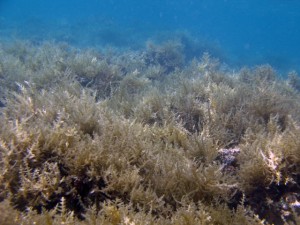 Supersucker and Native Urchin