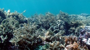 Supersucker and Native Urchin