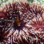 Supersucker and Native Urchin