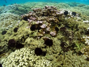 Supersucker and Native Urchin
