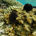 Supersucker and Native Urchin