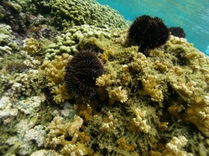 Supersucker and Native Urchin